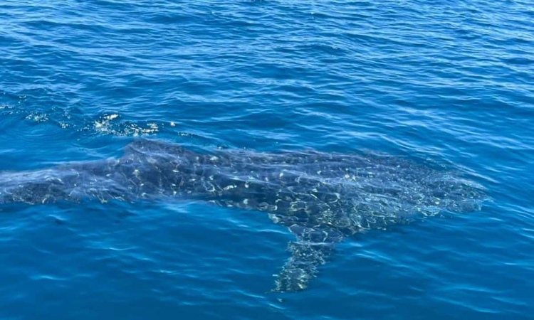 Cá mập hoa xuất hiện ở biển Quy Nhơn